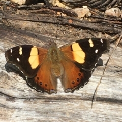 Vanessa itea (Yellow Admiral) at Paddys River, ACT - 2 Oct 2021 by Ned_Johnston