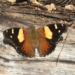 Vanessa itea (Yellow Admiral) at Paddys River, ACT - 3 Oct 2021 by NedJohnston