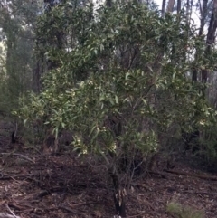 Acacia melanoxylon (Blackwood) at Paddys River, ACT - 2 Oct 2021 by Ned_Johnston