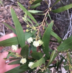 Acacia melanoxylon at Paddys River, ACT - 3 Oct 2021