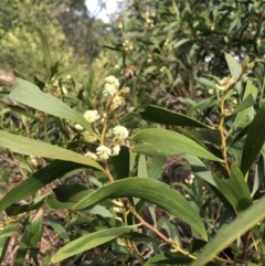 Acacia melanoxylon at Paddys River, ACT - 3 Oct 2021