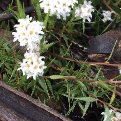 Leucopogon virgatus (Common Beard-heath) at Tidbinbilla Nature Reserve - 2 Oct 2021 by Ned_Johnston