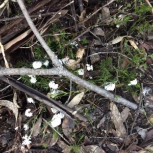 Leucopogon virgatus at Paddys River, ACT - 3 Oct 2021 10:18 AM