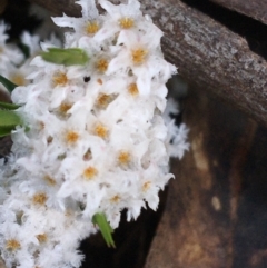 Leucopogon virgatus at Paddys River, ACT - 3 Oct 2021