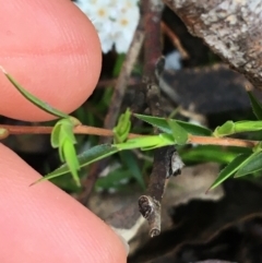 Leucopogon virgatus at Paddys River, ACT - 3 Oct 2021 10:18 AM