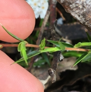 Leucopogon virgatus at Paddys River, ACT - 3 Oct 2021