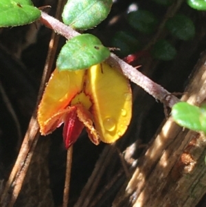 Bossiaea buxifolia at Paddys River, ACT - 3 Oct 2021