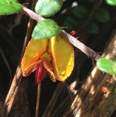 Bossiaea buxifolia (Matted Bossiaea) at Paddys River, ACT - 2 Oct 2021 by Ned_Johnston