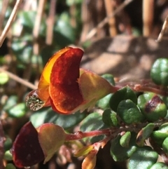 Bossiaea buxifolia at Paddys River, ACT - 3 Oct 2021