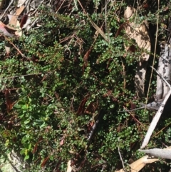 Bossiaea buxifolia at Paddys River, ACT - 3 Oct 2021