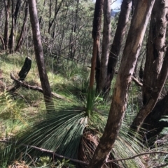 Xanthorrhoea glauca subsp. angustifolia (Grey Grass-tree) at Paddys River, ACT - 3 Oct 2021 by NedJohnston