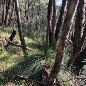 Xanthorrhoea glauca subsp. angustifolia at Paddys River, ACT - 3 Oct 2021