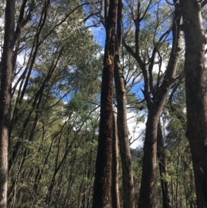 Xanthorrhoea glauca subsp. angustifolia at Paddys River, ACT - suppressed