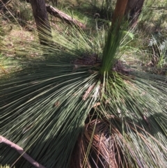 Xanthorrhoea glauca subsp. angustifolia at Paddys River, ACT - suppressed