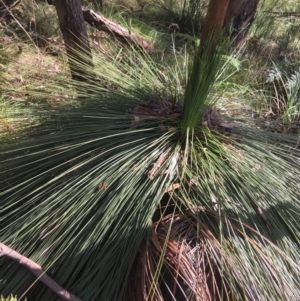Xanthorrhoea glauca subsp. angustifolia at Paddys River, ACT - 3 Oct 2021