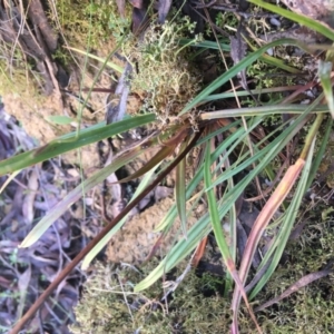 Stylidium armeria subsp. armeria at Paddys River, ACT - 3 Oct 2021