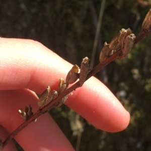 Stylidium armeria subsp. armeria at Paddys River, ACT - 3 Oct 2021