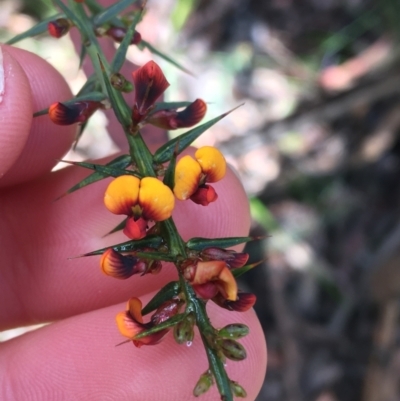 Daviesia ulicifolia (Gorse Bitter-pea) at Paddys River, ACT - 3 Oct 2021 by NedJohnston