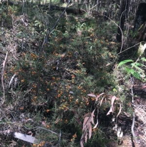 Daviesia ulicifolia at Paddys River, ACT - 3 Oct 2021