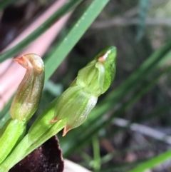 Bunochilus montanus (Montane Leafy Greenhood) at Tidbinbilla Nature Reserve - 3 Oct 2021 by Ned_Johnston