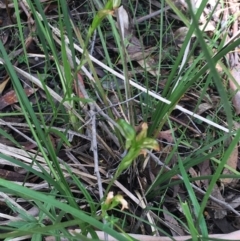 Bunochilus montanus (ACT) = Pterostylis jonesii (NSW) at Paddys River, ACT - 3 Oct 2021