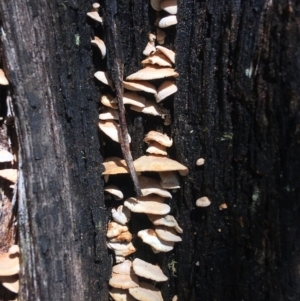 Panellus pusillus at Paddys River, ACT - 3 Oct 2021 11:16 AM