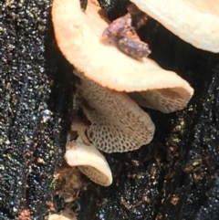 Panellus pusillus at Paddys River, ACT - 3 Oct 2021 11:16 AM