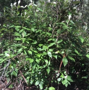 Olearia argophylla at Paddys River, ACT - 3 Oct 2021