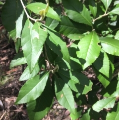 Olearia argophylla at Paddys River, ACT - 3 Oct 2021