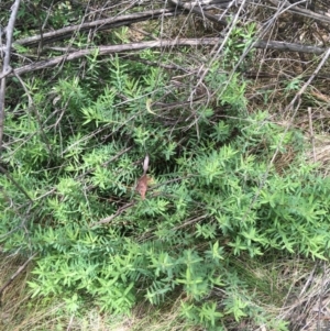 Pimelea sp. at Paddys River, ACT - 3 Oct 2021 11:22 AM