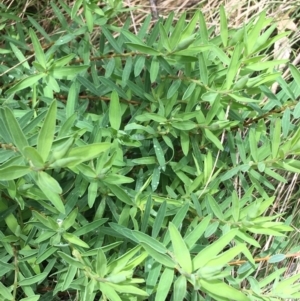 Pimelea sp. at Paddys River, ACT - 3 Oct 2021 11:22 AM