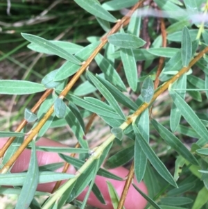 Pimelea sp. at Paddys River, ACT - 3 Oct 2021 11:22 AM