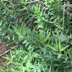 Pimelea sp. at Paddys River, ACT - 3 Oct 2021 11:22 AM