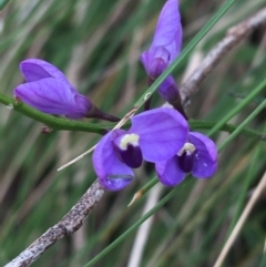 Comesperma volubile (Love Creeper) at Paddys River, ACT - 3 Oct 2021 by NedJohnston