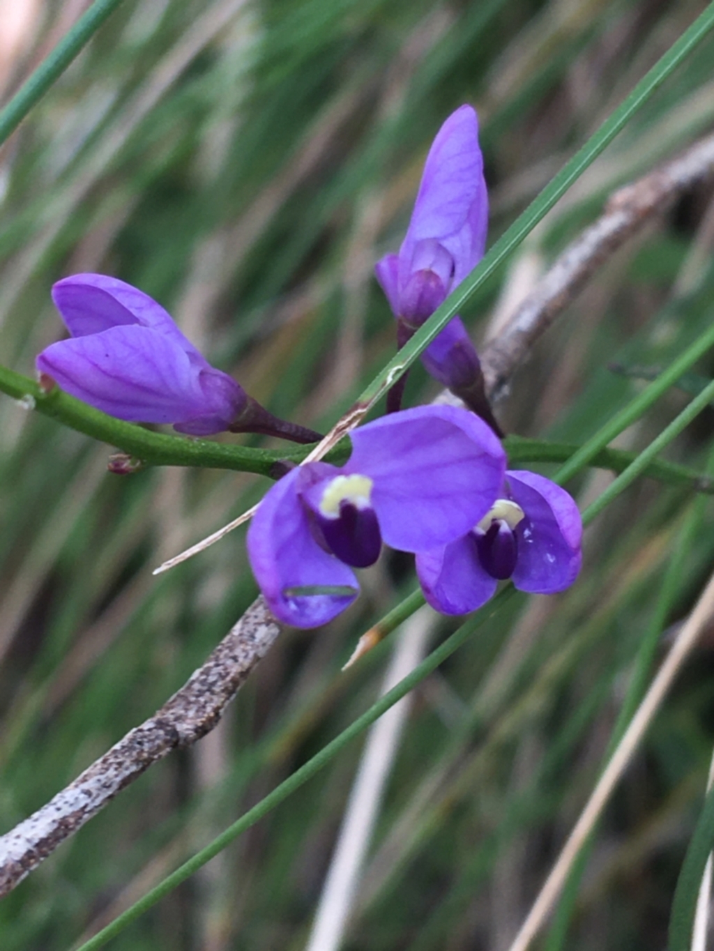 Comesperma volubile at Paddys River, ACT - 3 Oct 2021