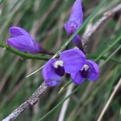 Comesperma volubile (Love Creeper) at Paddys River, ACT - 3 Oct 2021 by Ned_Johnston