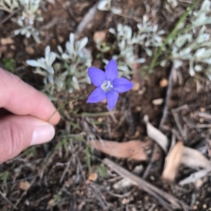Wahlenbergia sp. at Curtin, ACT - 3 Oct 2021
