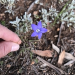 Wahlenbergia sp. (Bluebell) at Curtin, ACT - 3 Oct 2021 by BrianH