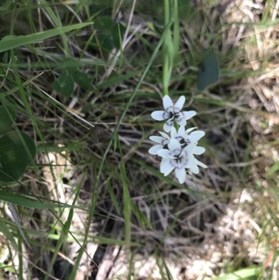 Wurmbea dioica subsp. dioica (Early Nancy) at Curtin, ACT - 3 Oct 2021 by BrianH