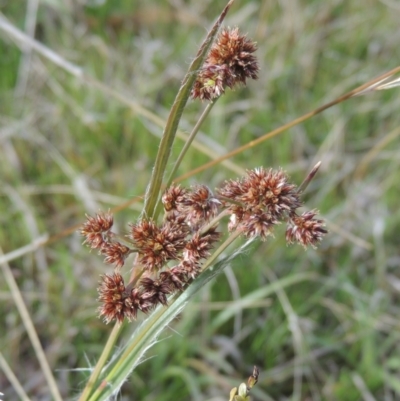 Luzula flaccida (Pale Woodrush) at Conder, ACT - 17 Sep 2021 by michaelb