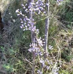 Comesperma volubile (Love Creeper) at Mount Majura - 4 Oct 2021 by MichaelDoherty