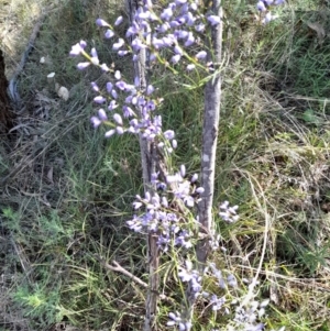 Comesperma volubile at Watson, ACT - 4 Oct 2021