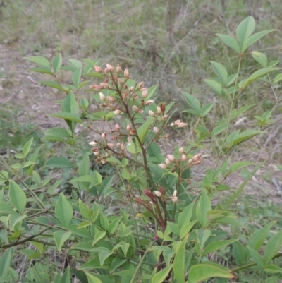 Nandina domestica (Sacred Bamboo) at Conder, ACT - 17 Sep 2021 by MichaelBedingfield