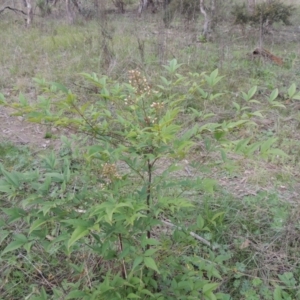 Nandina domestica at Conder, ACT - 17 Sep 2021