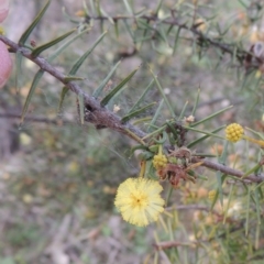 Acacia ulicifolia (Prickly Moses) at Conder, ACT - 17 Sep 2021 by michaelb