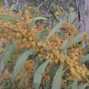 Acacia rubida at Conder, ACT - 17 Sep 2021