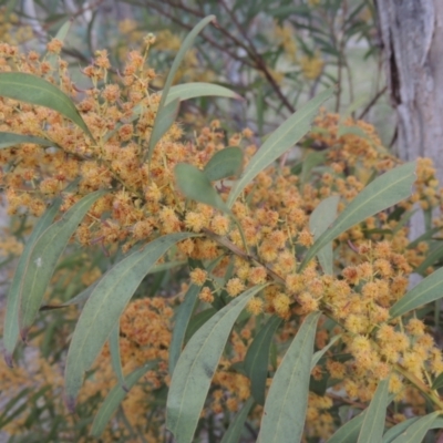 Acacia rubida (Red-stemmed Wattle, Red-leaved Wattle) at Tuggeranong Hill - 17 Sep 2021 by michaelb