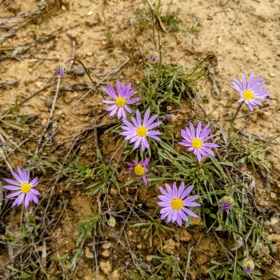 Calotis scabiosifolia var. integrifolia (Rough Burr-daisy) at Bullen Range - 3 Oct 2021 by HelenCross