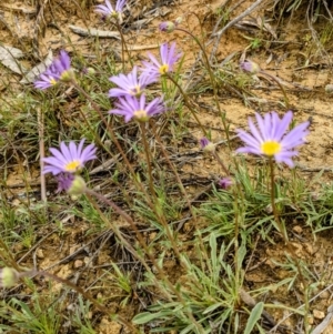 Calotis scabiosifolia var. integrifolia at Stromlo, ACT - 3 Oct 2021