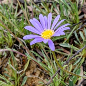 Calotis scabiosifolia var. integrifolia at Stromlo, ACT - suppressed